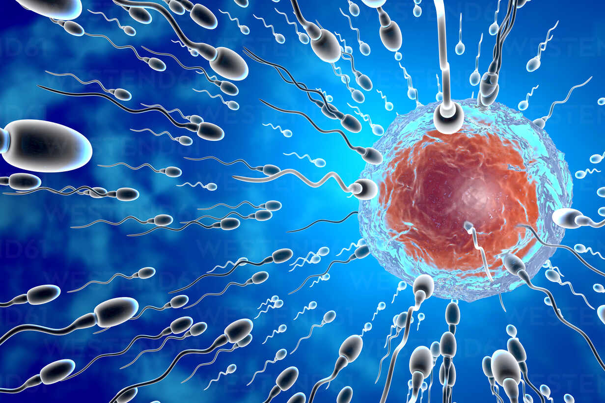 3D Rendered Illustration, visualisation of Sperm cells racing to a Egg to fertilise.